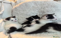 Domestic Shorthair cats for sale: Beautiful litter of kittens - Image 9