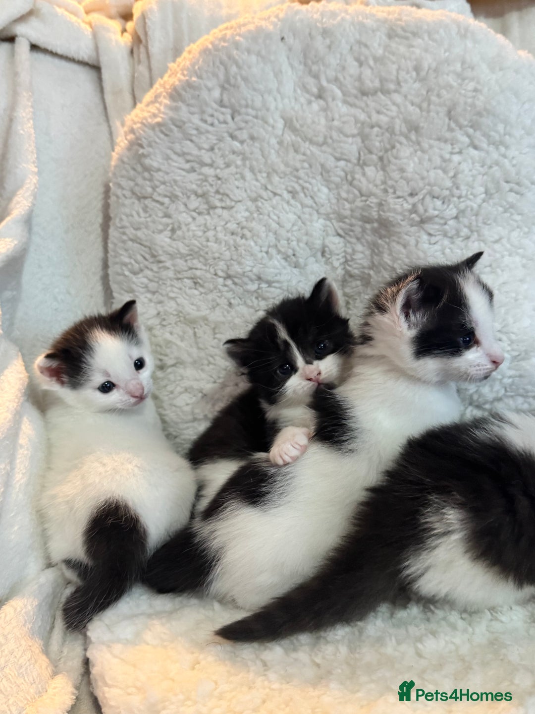 Domestic Shorthair cats for sale: Beautiful litter of kittens - Image 9
