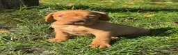 Hungarian Vizsla dogs for sale: TRUE HUNGARIAN VIZSLA PUPPIES  - Advert 15