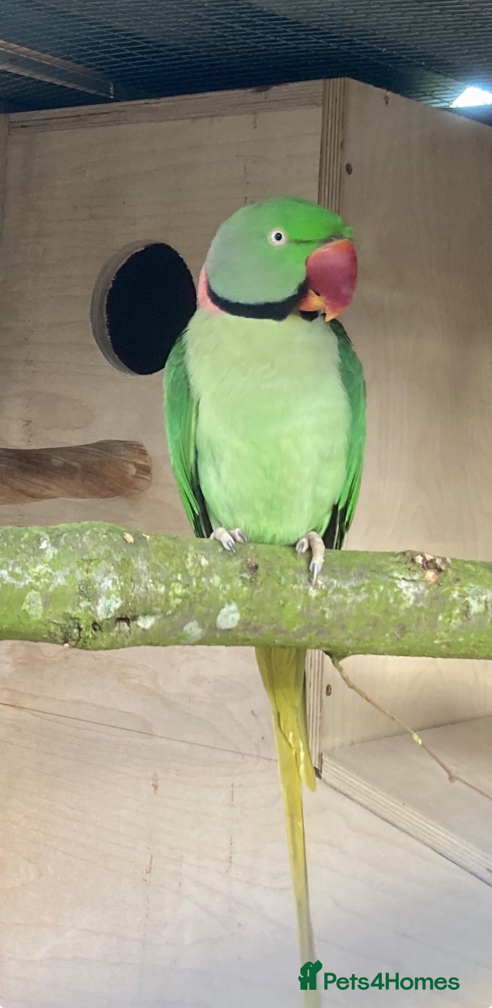 Parrots birds Proven Pair of Alexandrine  - Advert 4