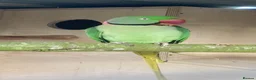 Parrots birds for sale: Proven Pair of Alexandrine  - Advert 1