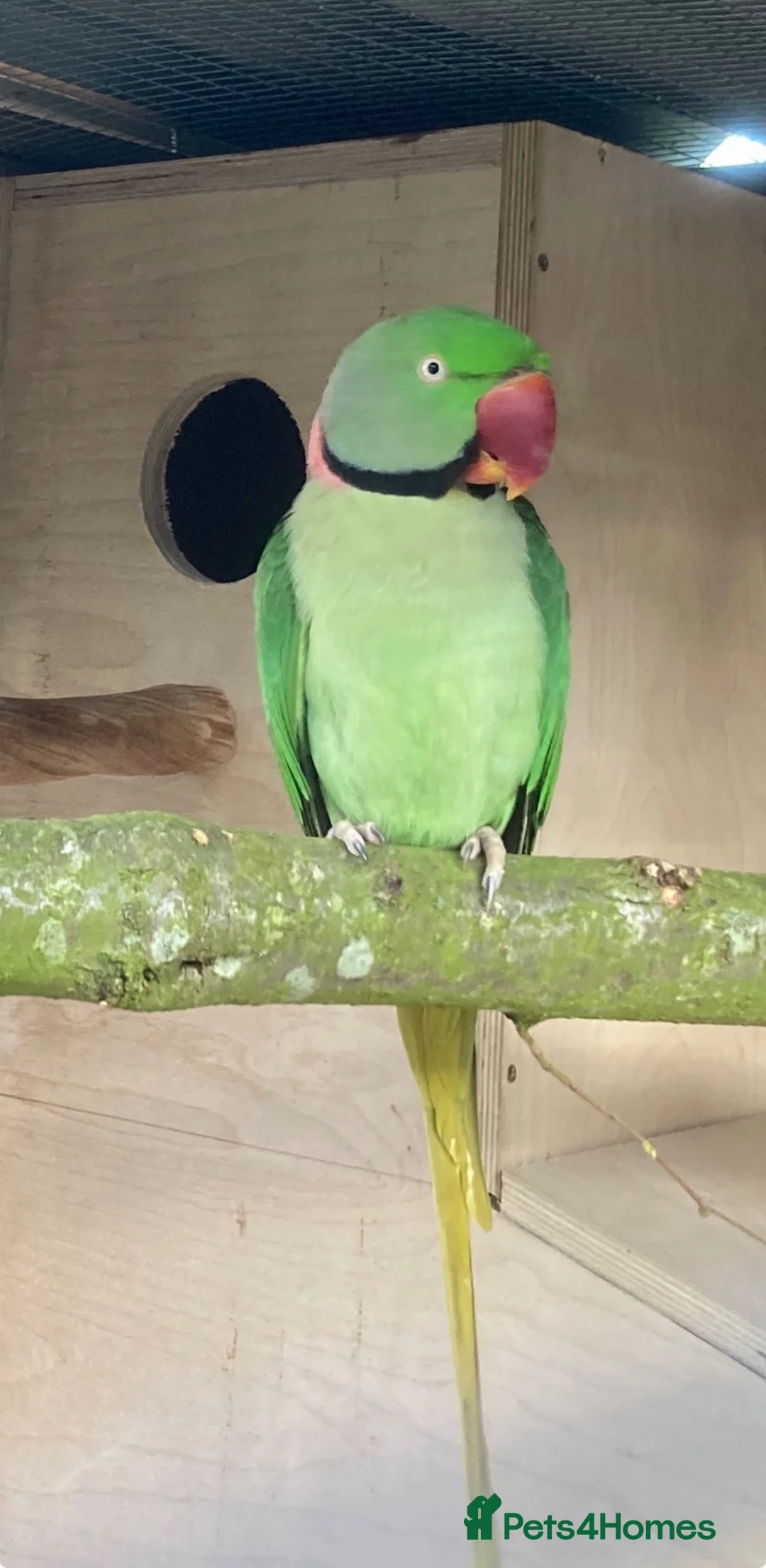 Parrots birds for sale: Proven Pair of Alexandrine  - Advert 1