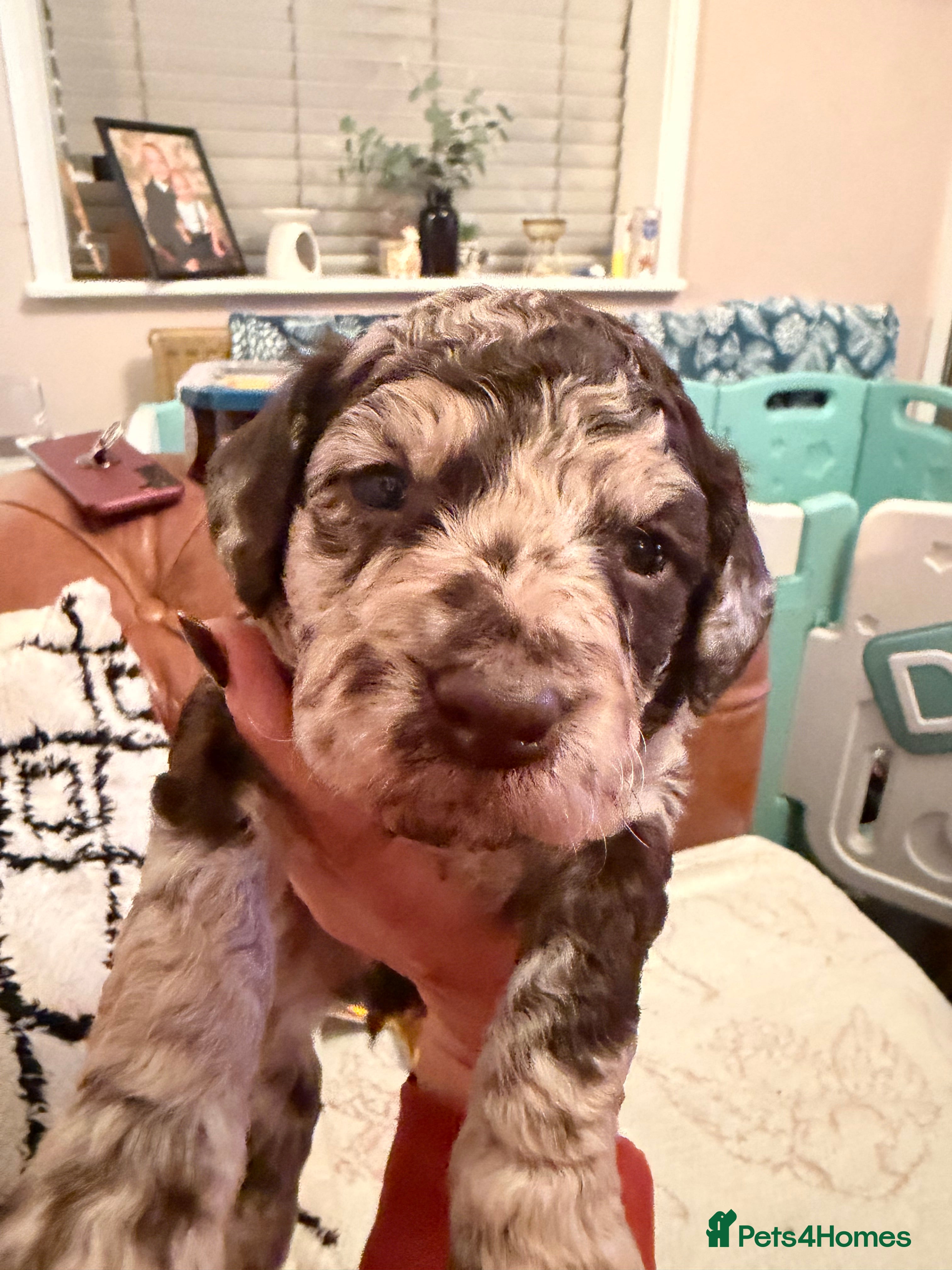 Labradoodle dogs for sale: Stunning Multigen Doodles - Advert 2