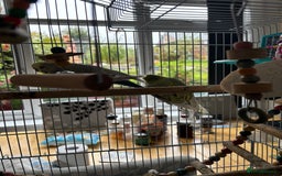 Budgerigars birds for sale: Male and female budgies both 2 years old - Image 5