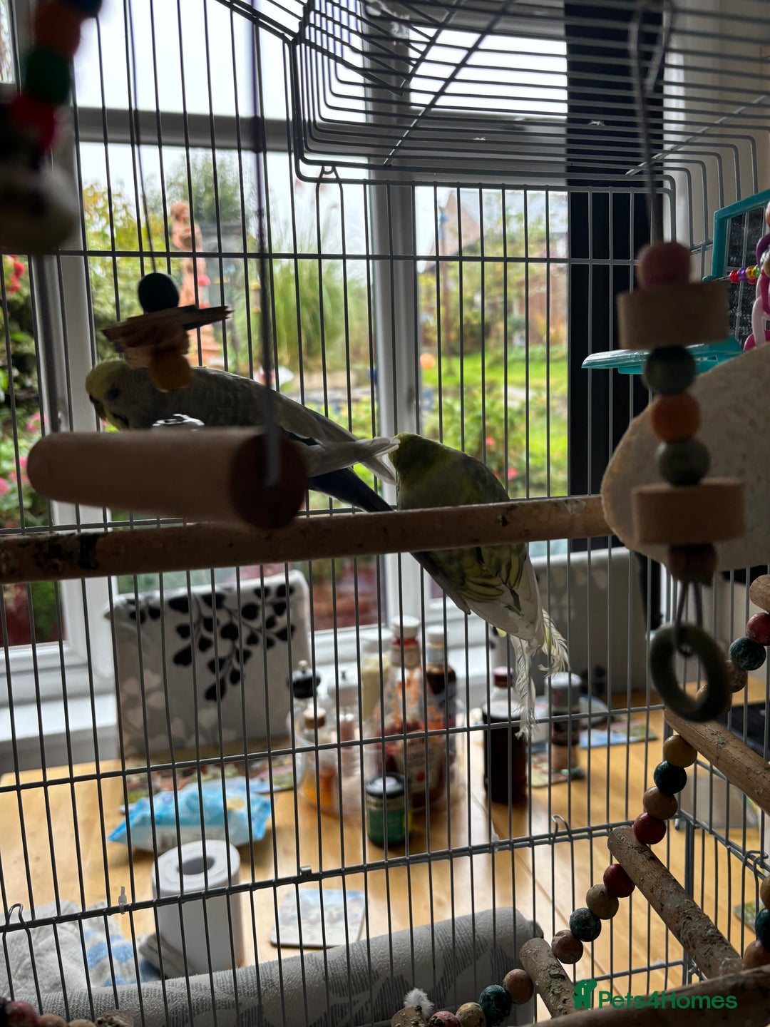 Budgerigars birds for sale: Male and female budgies both 2 years old - Image 5