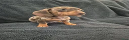 Miniature Dachshund dogs for sale: Miniature Dachshund READY NOW - Advert 13