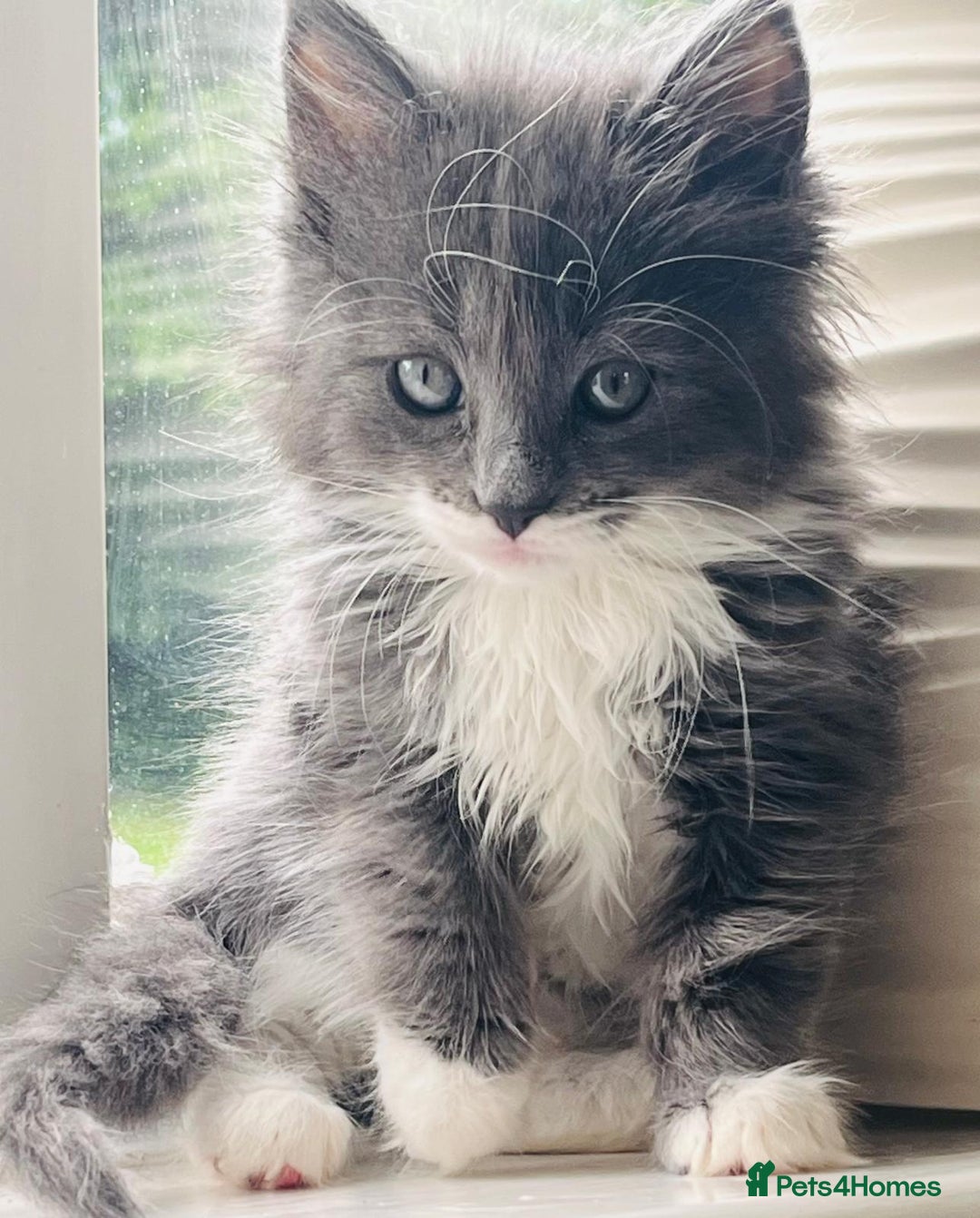 RagaMuffin cats for sale: RagaMuffin Cat For Sale - Advert 1