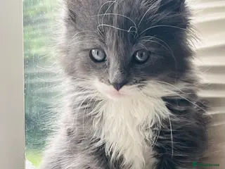 RagaMuffin cats RagaMuffin Cat For Sale - Advert 18