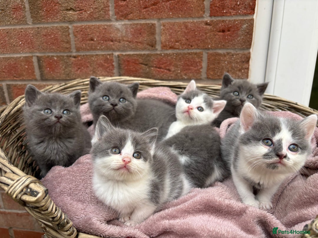 British Shorthair cats for sale: British shorthair kittens  - Image 7