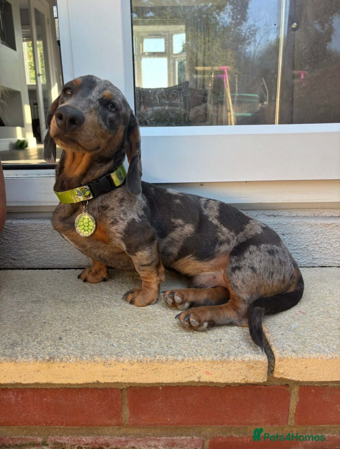 Miniature Dachshund dogs Miniature dachshund  - Advert 1