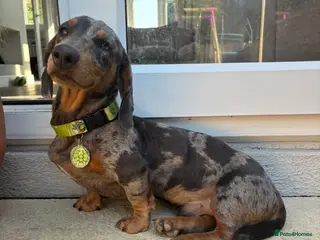 Miniature Dachshund dogs Miniature dachshund - Advert 1