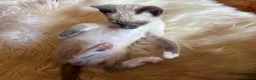 Tonkinese cats for sale: Superb Tonkdoll kittens - Advert 23