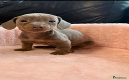 Miniature Dachshund dogs for sale: Miniature dachshund  - Image 3