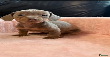 Miniature Dachshund dogs - Advert 3
