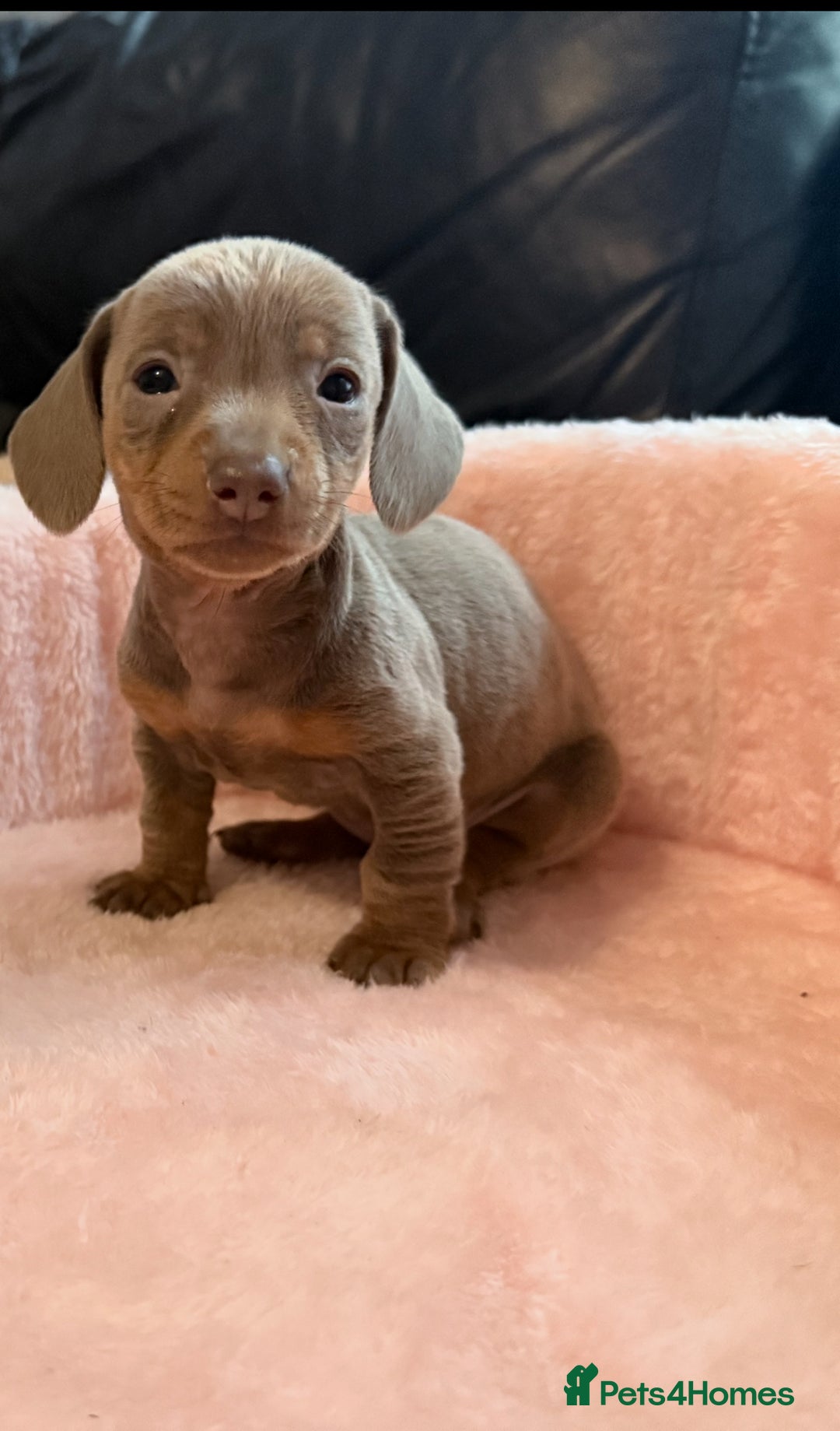 Miniature Dachshund dogs for sale: Miniature dachshund  - Image 3