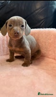Miniature Dachshund dogs - Advert 8