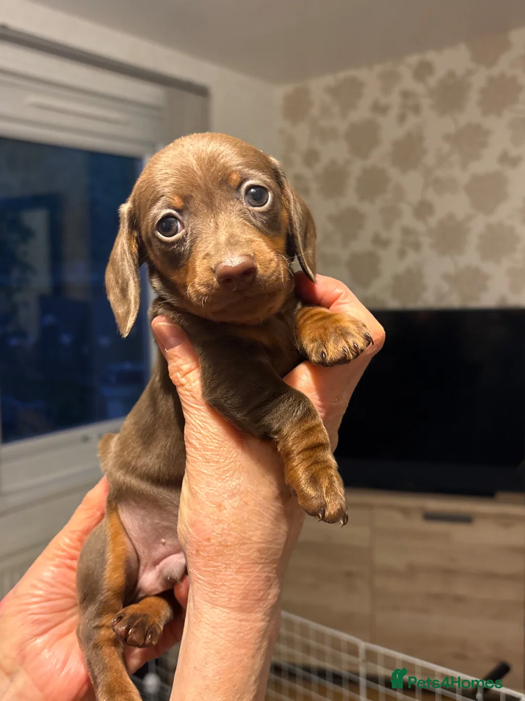 Miniature Dachshund dogs for sale: Miniature dachshund puppies for sale in Peterborough - Advert 1