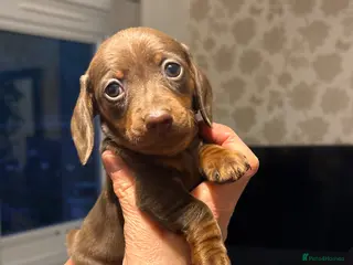 Miniature Dachshund dogs Miniature dachshund puppies for sale - Advert 3