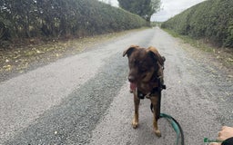 Mixed Breed dogs for adoption: Meet Heather, currently residing in Cheshire  - Image 17