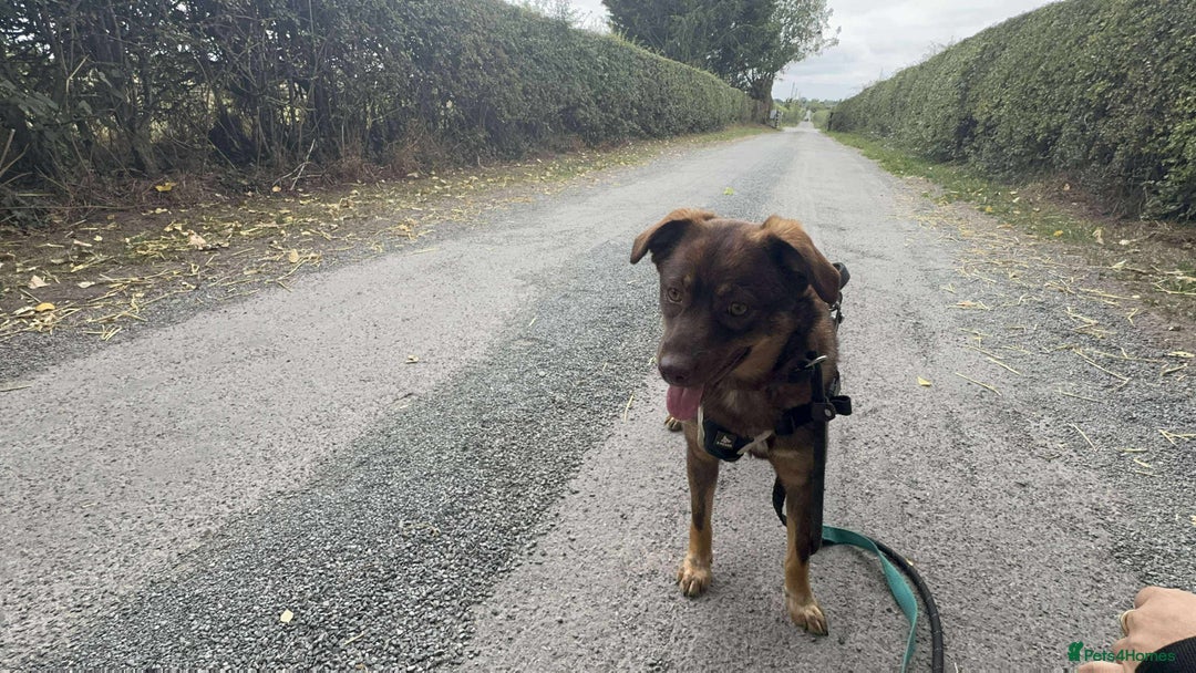 Mixed Breed dogs for adoption: Meet Heather, currently residing in Cheshire  - Image 17