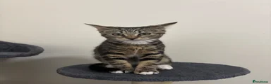 Simba 🤎