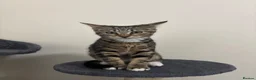 Domestic Shorthair cats for sale: 𝟐 𝐃𝐎𝐌𝐄𝐒𝐓𝐈𝐂 𝐒𝐇𝐎𝐑𝐓𝐇𝐀𝐈𝐑 🤎🩶 - Advert 8