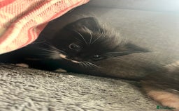Mixed Breed cats for sale: Last two boys left! - Image 3