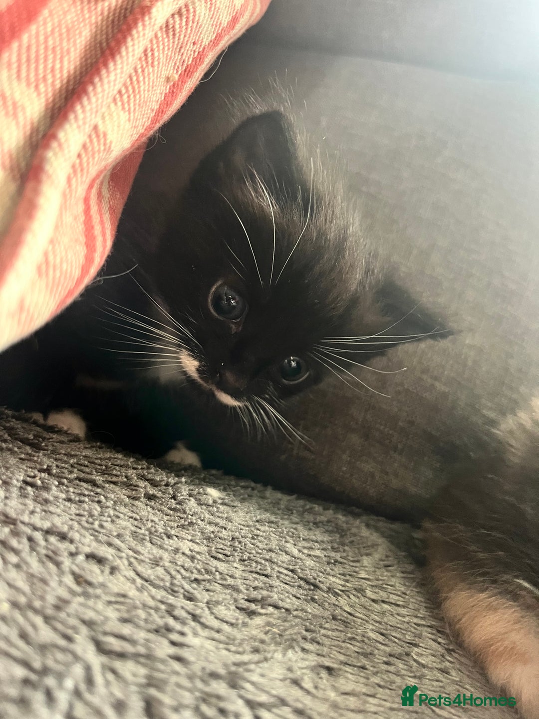 Mixed Breed cats for sale: Last two boys left! - Image 3