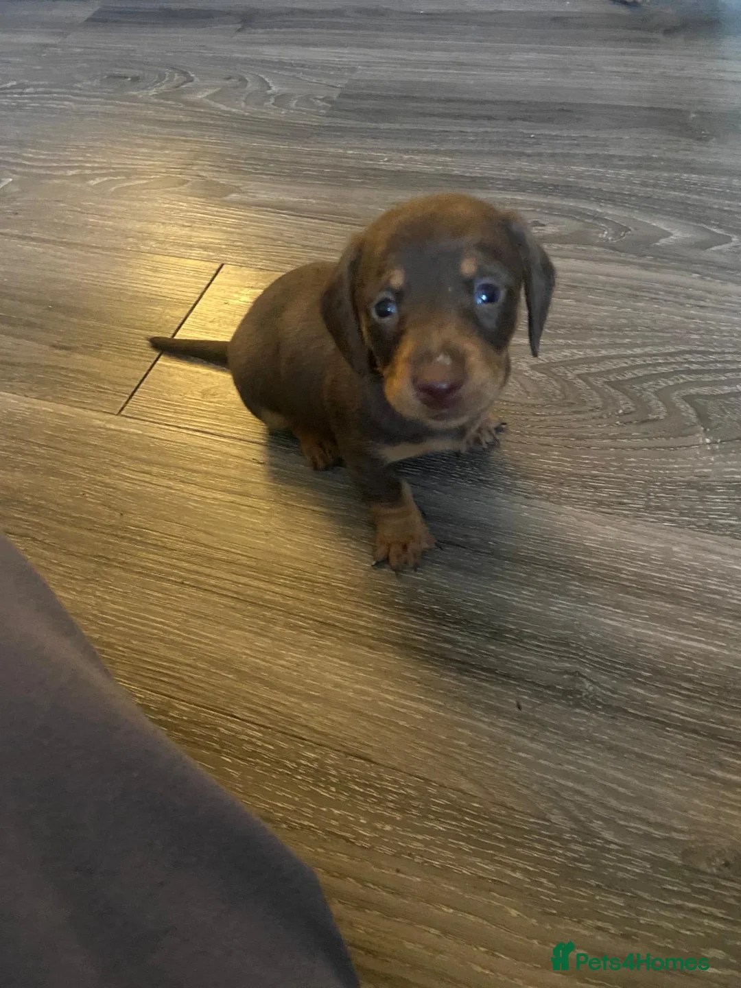 Dachshund dogs for sale: Long haired miniature  - Advert 10
