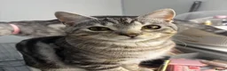 British Shorthair cats for sale: Chunky British Shorthair X Tabby  - Advert 1