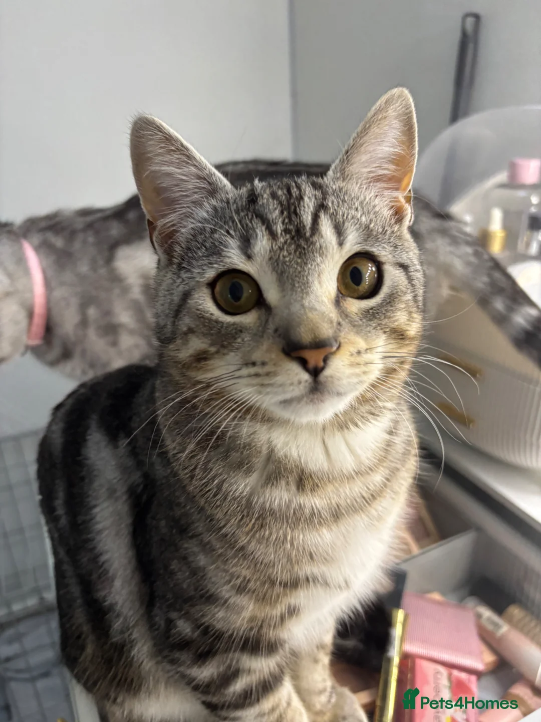 British Shorthair cats for sale: Chunky British Shorthair X Tabby  - Advert 1