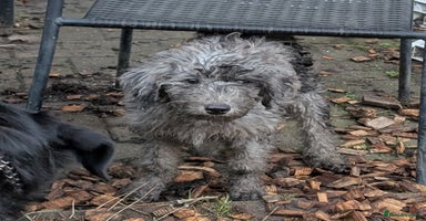 Australian Labradoodle dogs Ready Now F1B Miniature Australian Labradoodles - Advert 14