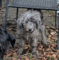 Australian Labradoodle dogs Ready Now F1B Miniature Australian Labradoodles - Advert 14