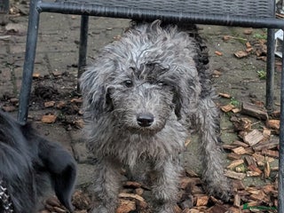 Australian Labradoodle dogs Ready Now F1B Miniature Australian Labradoodles - Advert 9