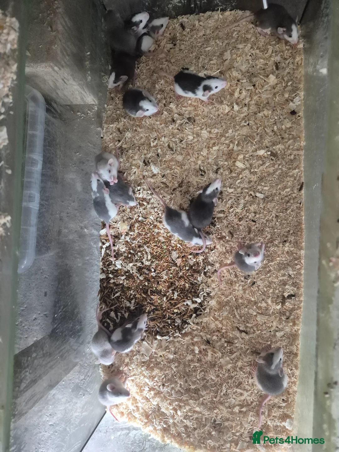 Rat rodents for sale: Rex and dumbo rats and African soft fur rats - Advert 3