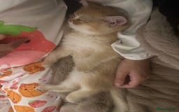 British Shorthair cats for sale: Pedigree Golden BSH Black tipped kitten  - Image 7