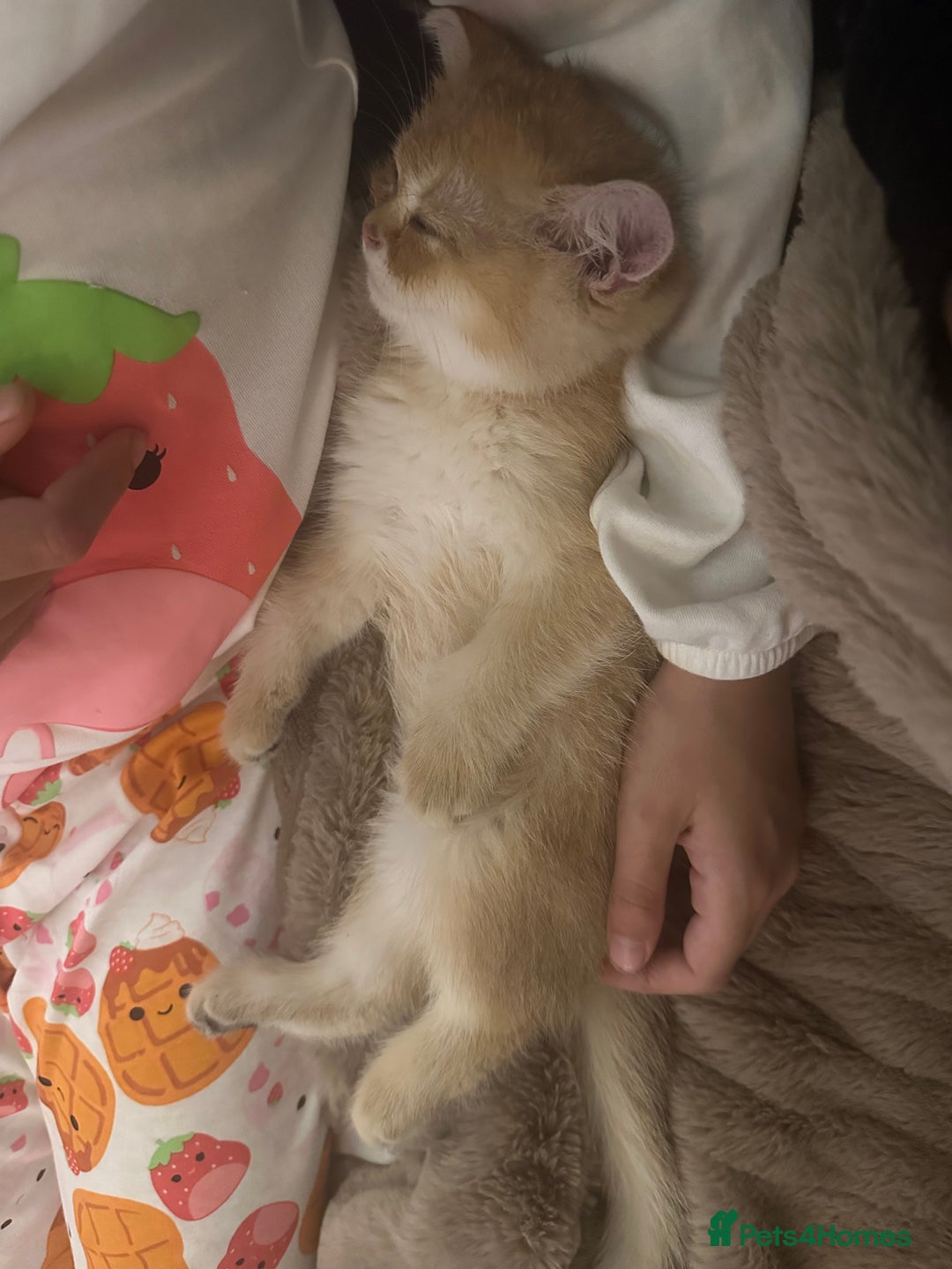 British Shorthair cats for sale: Pedigree Golden BSH Black tipped kitten  - Image 7