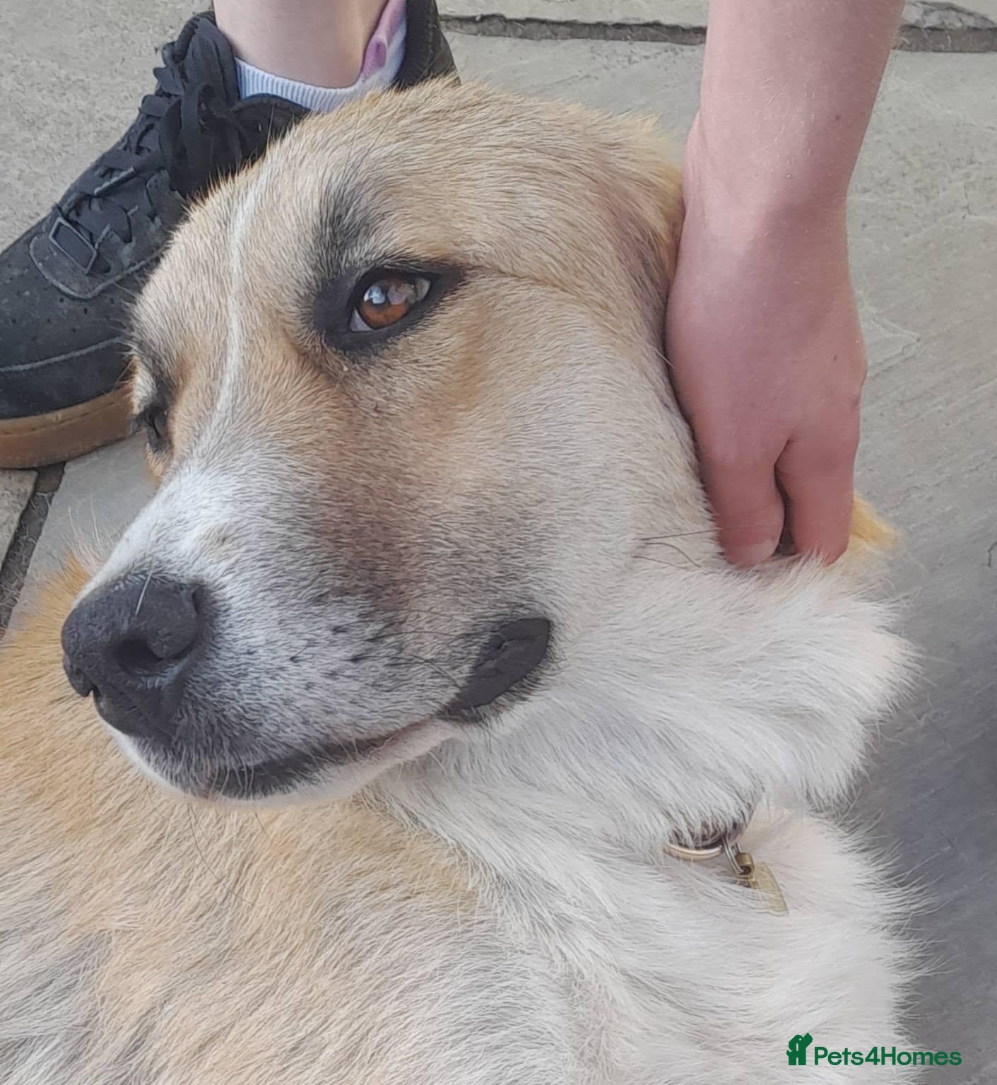 Mixed Breed dogs Matilda, a beautiful dog - Advert 1