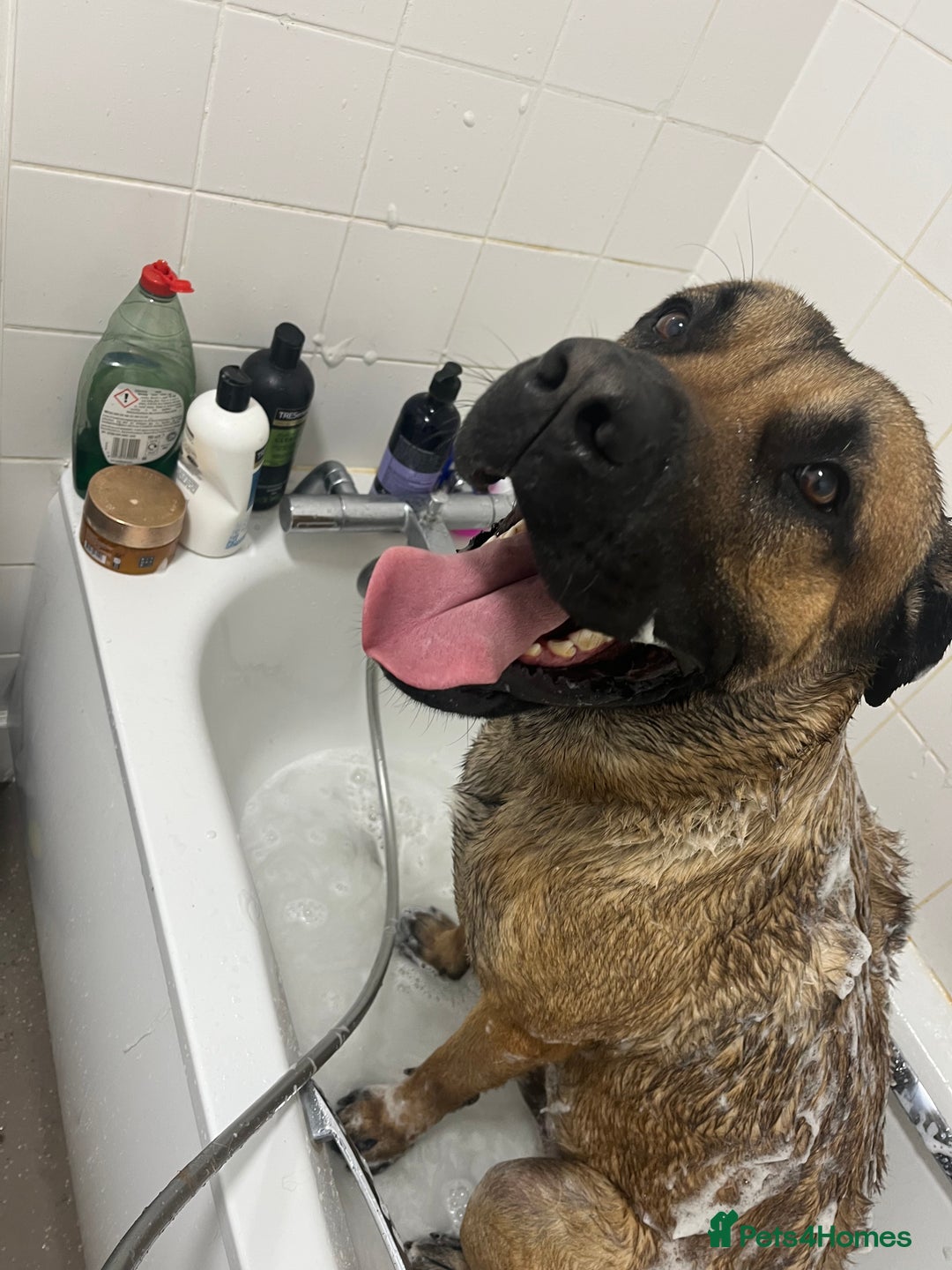 Mixed Breed dogs for sale: Large dog for loving home - Image 5