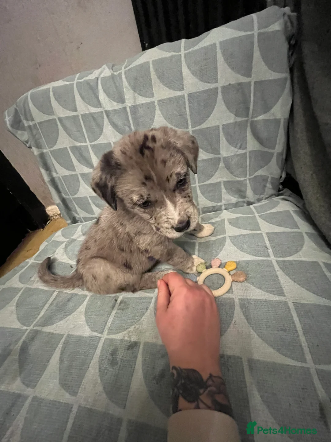 Mixed Breed dogs for sale: Beautiful Merle Caucasian corso - Advert 5