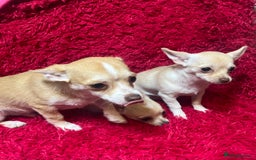 Chihuahua dogs for sale: 3 small chihuahua puppies  - Image 4