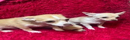 Chihuahua dogs for sale: 3 small chihuahua puppies  - Advert 4