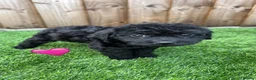 Labradoodle dogs for sale: Labradoodle  - Advert 6