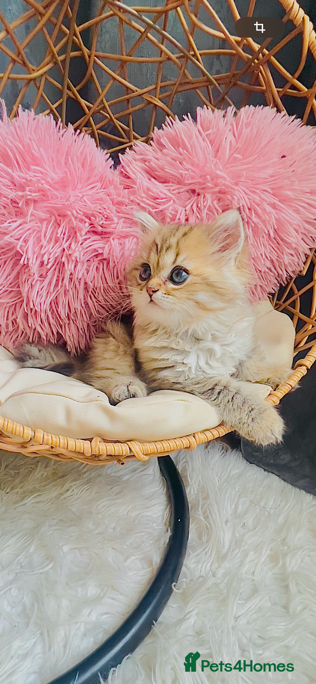 Scottish Fold cats for sale: 💞Beautiful Scottish Fold and Straight kittens🐾 - Image 11