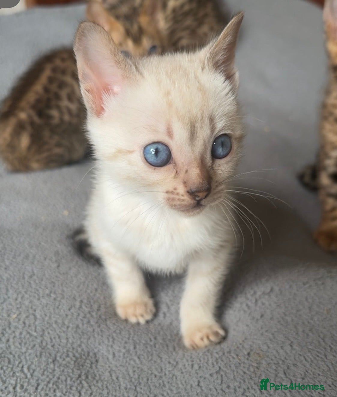 Bengal cats for sale: Full bengal kittens in Plymouth - Advert 4
