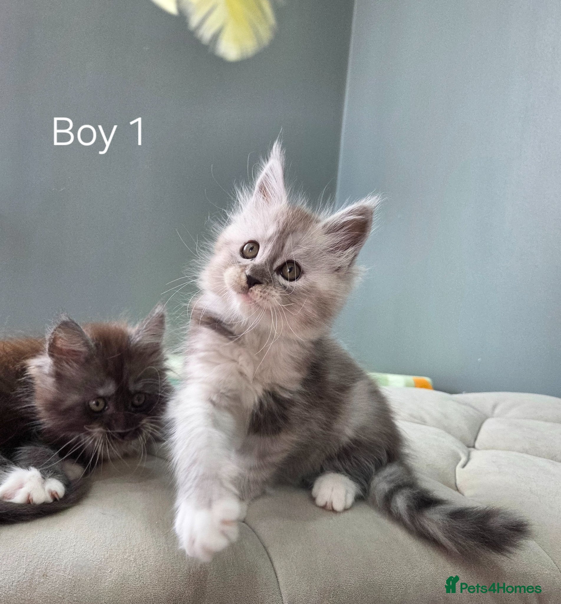 Maine Coon cats Black smoke and Silver kittens - Advert 5