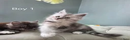 Maine Coon cats for sale: Black smoke and Silver kittens - Advert 5
