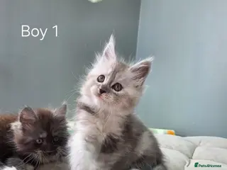 Maine Coon cats Black smoke and Silver kittens - Advert 5
