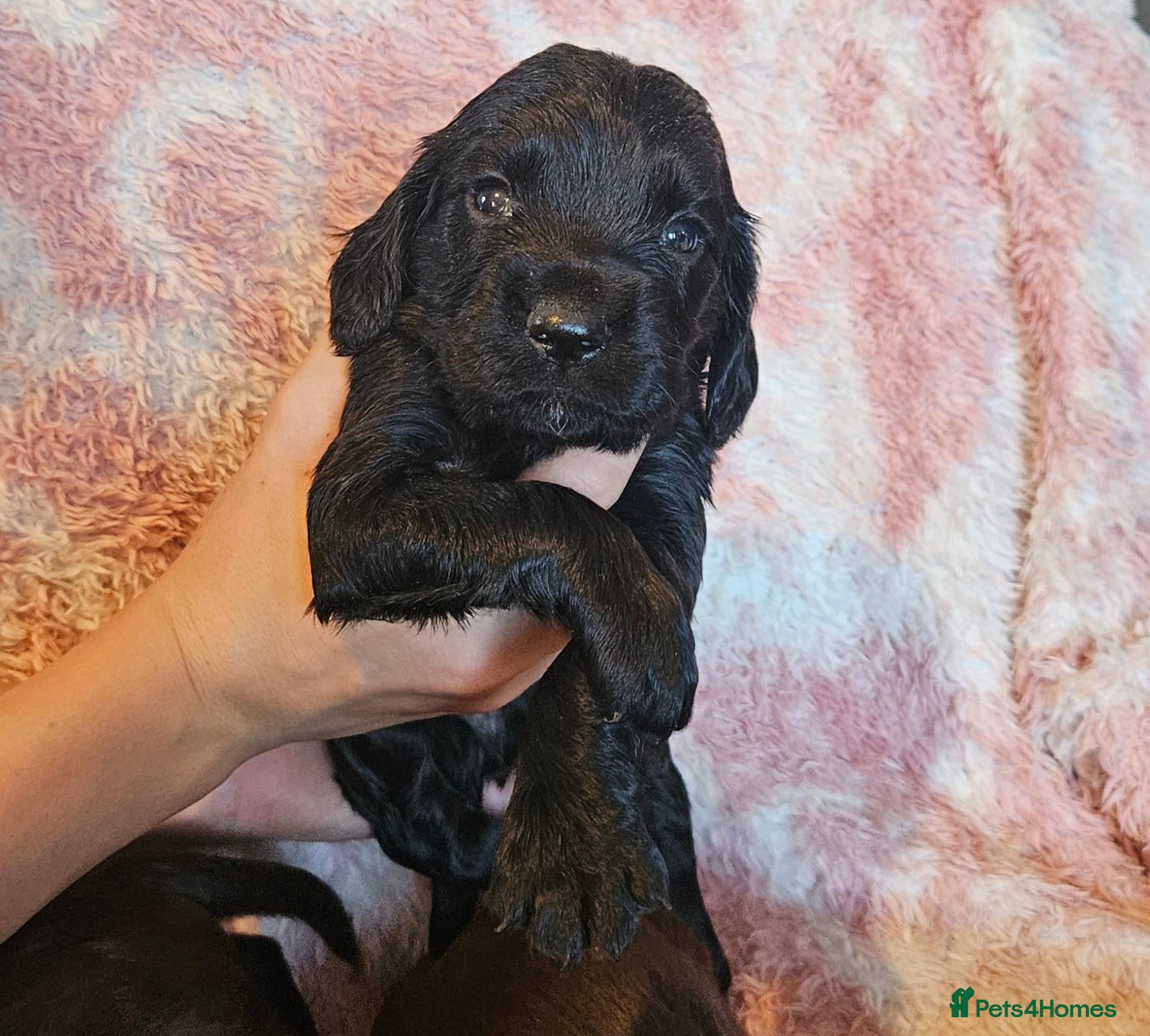 Sprocker dogs Beautiful litter of spocker pups for sale - Advert 1