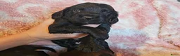Sprocker dogs for sale: Beautiful litter of spocker pups for sale - Advert 5